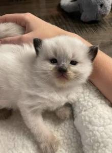 Ragdoll - Ragdoll Kitten For Sale - West Covina&comma; CA&comma; US