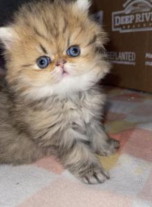 Tiger Persian Female - Persian Kitten For Sale - East Greenbush&comma; NY&comma; US