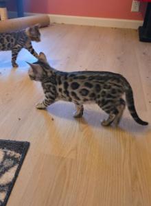 Stone and Steele - Bengal Kitten For Sale - WA&comma; US