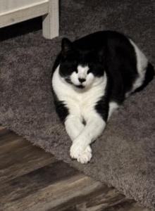 Geddy - Domestic Cat For Adoption - La Marque&comma; TX&comma; US