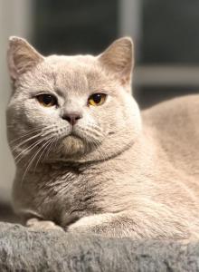 Slade - British Shorthair Kitten For Sale - Vacaville&comma; CA&comma; US