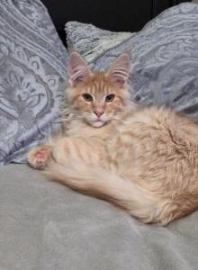 Marcus - Maine Coon Kitten For Sale - Susanville&comma; CA&comma; US