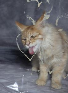 Maximus - Maine Coon Kitten For Sale - Susanville&comma; CA&comma; US