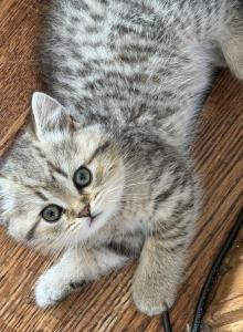 Marx - Scottish Straight Kitten For Sale - Palatine&comma; IL&comma; US