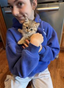Marx - Scottish Straight Kitten For Sale - Palatine&comma; IL&comma; US