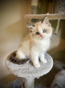 Joybi - Ragdoll Kitten For Sale - Canton&comma; GA&comma; US