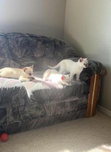 Purebred World Class and Registered Siamese Kitte - Siamese Kitten For Sale - WA&comma; US
