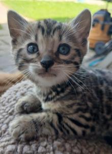 Patty's litter - Bengal Kitten For Sale - Rio Linda&comma; CA&comma; US