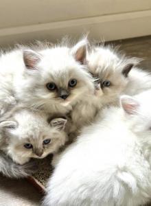 Early Summer - Ragdoll Kitten For Sale - Ocala&comma; FL&comma; US
