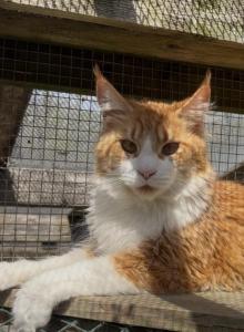 Ivy Rain - Maine Coon Cat For Sale - NY&comma; US