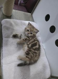 Coral - Scottish Straight Kitten For Sale - Naperville&comma; IL&comma; US