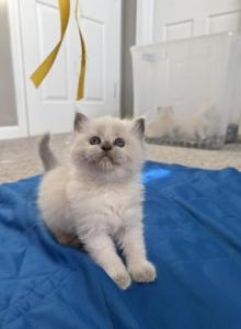 ZT treasure - Ragdoll Kitten For Sale - Goodrich&comma; MI&comma; US