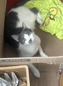 Chanel - Domestic Cat For Adoption - Newark, NJ, US Chanel - Domestic Cat For Adoption - Newark, NJ, US
