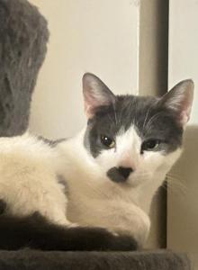 Chanel - Domestic Cat For Adoption - Newark&comma; NJ&comma; US