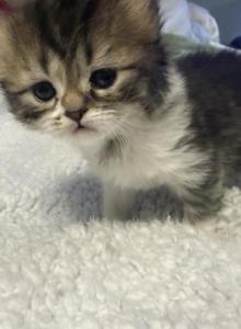 Ruby Anne Litter - Persian Kitten For Sale - Stuart&comma; FL&comma; US