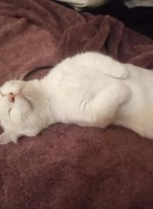 Olaf - Munchkin Kitten For Adoption - Fort Worth&comma; TX&comma; US