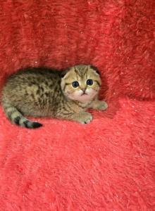 Mia2 - Scottish Straight Kitten For Sale - Philadelphia&comma; PA&comma; US