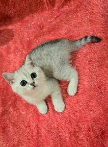 Luna - Scottish Straight Kitten For Sale - Philadelphia&comma; PA&comma; US