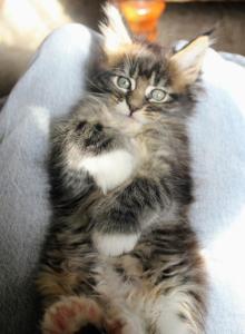 Aramis - Maine Coon Kitten For Sale - Susanville&comma; CA&comma; US