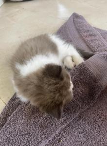 Looker - Ragdoll Kitten For Sale - San Diego&comma; CA&comma; US