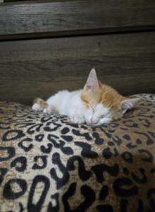 Kenny - Domestic Kitten For Sale - Charlton&comma; MA&comma; US