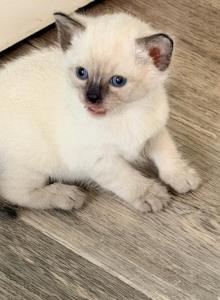 The Cuddle Cloud Litter - Siamese Kitten For Sale - Boston&comma; MA&comma; US