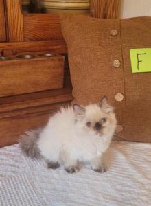 daisy - Himalayan Kitten For Sale - IL&comma; US