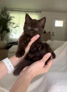 Chocolate - British Shorthair Kitten For Sale - Manassas&comma; VA&comma; US