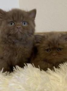 Cinnamon Boys - British Shorthair Kitten For Sale - Manassas&comma; VA&comma; US