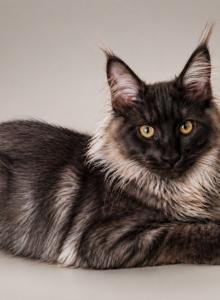 LAST BLACK SMOKE MALE EUROPEAN TYPE READY FOR USA - Maine Coon Kitten For Sale - NY&comma; US