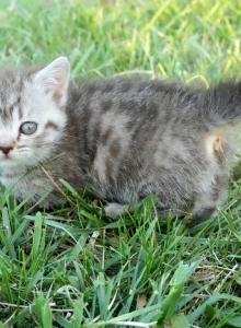 Diamond - Minuet Kitten For Sale - Chase City&comma; VA&comma; US