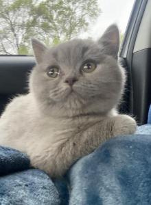 Tiny Temu - British Shorthair Kitten For Sale - Maple Grove&comma; MN&comma; US