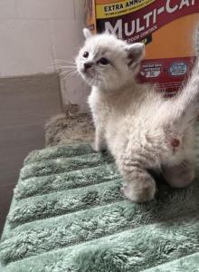 Lynx ragdoll - Ragdoll Kitten For Sale - Riverside&comma; CA&comma; US