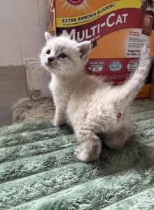 Ragdoll - Ragdoll Kitten For Sale - West Covina&comma; CA&comma; US