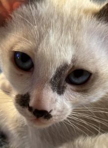 Snow's Snowshoe Siamese - Siamese Kitten For Sale - Moneta&comma; VA&comma; US