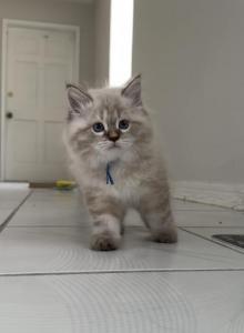Siberian Babies - Siberian Cat For Sale - Hollywood&comma; FL&comma; US