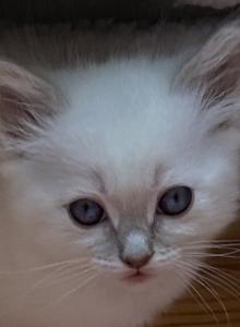 Honey - Ragdoll Kitten For Sale - Amherst&comma; NH&comma; US