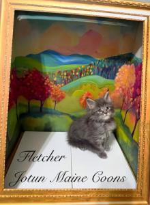 Fletcher - Maine Coon Kitten For Sale - Greensburg&comma; IN&comma; US