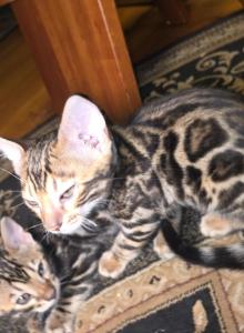 No name yet - Bengal Kitten For Adoption - Westfield, MA, US No name yet - Bengal Kitten For Adoption - Westfield, MA, US