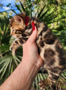 Chaos Brown rosetted bengal kitten for sale - Bengal Kitten For Sale - FL&comma; US