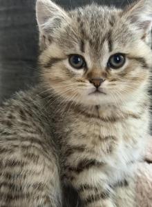 Marx - Scottish Straight Kitten For Sale - Palatine&comma; IL&comma; US