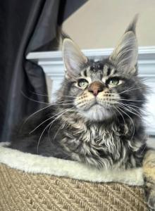 Dillon - Maine Coon Kitten For Sale - Seattle&comma; WA&comma; US