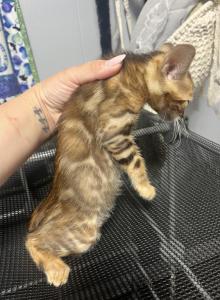 Shiva - Bengal Kitten For Sale - Phila, PA, US Shiva - Bengal Kitten For Sale - Phila, PA, US