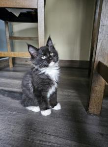 Shadow - Maine Coon Kitten For Sale - WI&comma; US