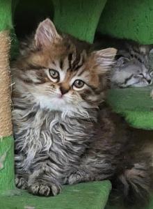 Zeus - Persian Kitten For Sale - Brooklyn&comma; NY&comma; US
