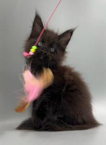 Robin - Maine Coon Kitten For Sale - Odesa&comma; Odessa Oblast&comma; UA