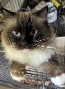 Max - Ragdoll Cat For Adoption - Santa Rosa&comma; CA&comma; US