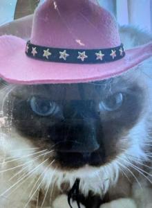 Max - Ragdoll Cat For Adoption - Santa Rosa&comma; CA&comma; US
