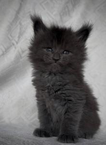 Xavian Blue - Maine Coon Kitten For Sale - CO, US Xavian Blue - Maine Coon Kitten For Sale - CO, US