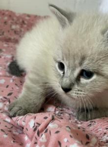 Ragdoll - Ragdoll Kitten For Sale - West Covina&comma; CA&comma; US